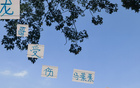 蔣內(nèi)傷，大連賽，馬艾誰(shuí)得機(jī)？