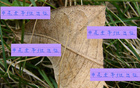 申花隊(duì)能否足協(xié)杯勝出？陳晉一、米內(nèi)羅及特謝拉助陣。